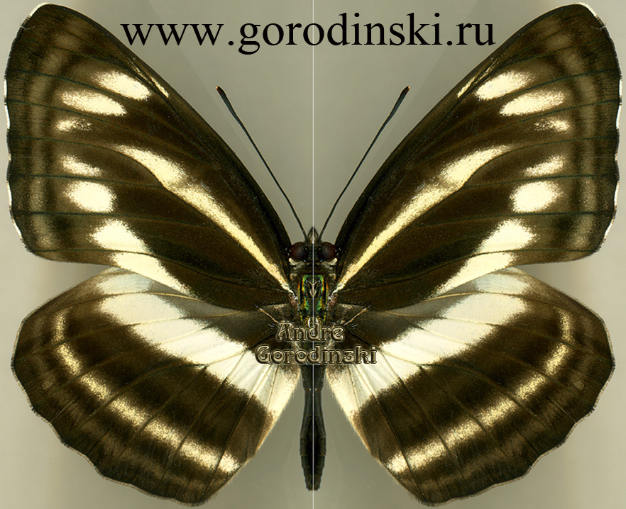 http://www.gorodinski.ru/nymphalidae/neptis sankara amba.jpg
